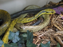 Reptilefest 2011