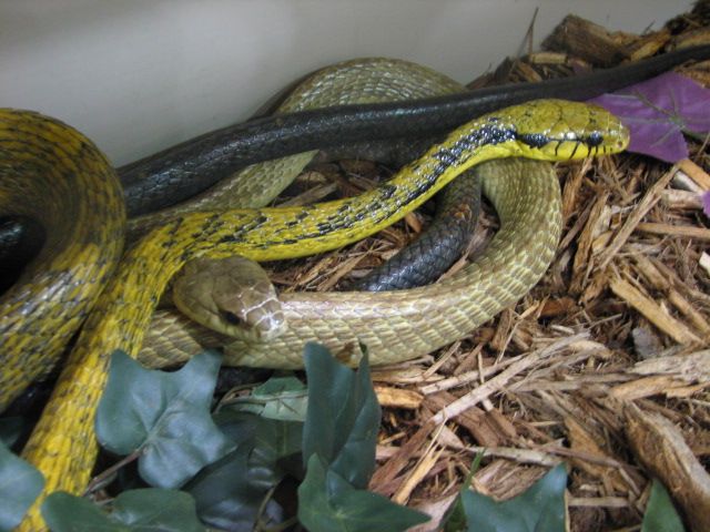 Reptilefest 2011