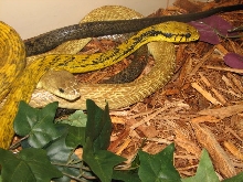 Reptilefest 2011