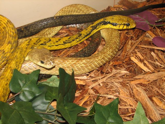 Reptilefest 2011