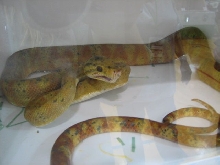 Reptilefest 2011