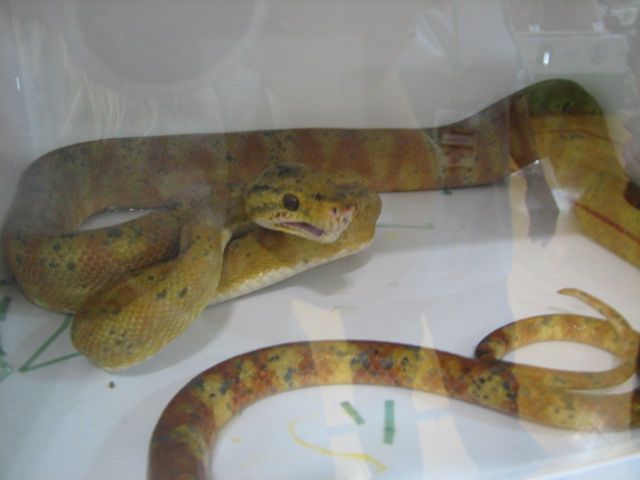 Reptilefest 2011