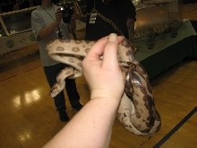 Reptilefest 2011
