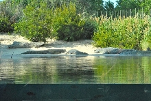 International Herp Symposium 2011