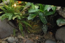 International Herp Symposium 2011