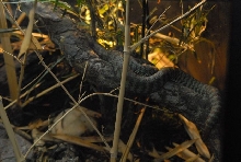 International Herp Symposium 2011