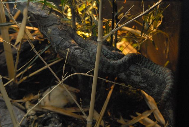 International Herp Symposium 2011