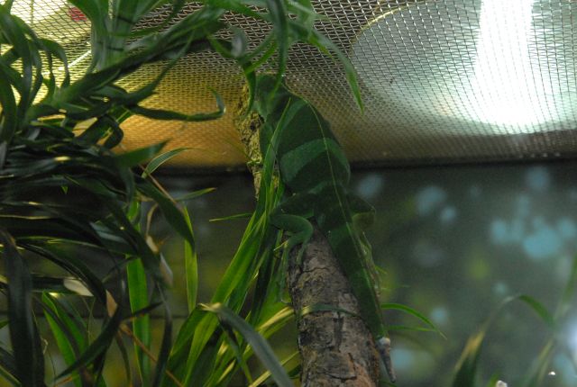 International Herp Symposium 2011