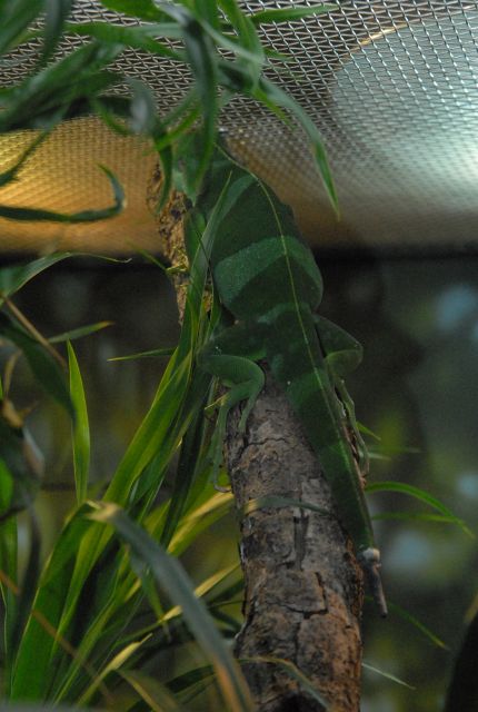 International Herp Symposium 2011