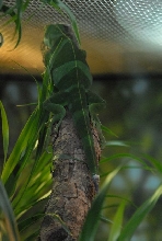 International Herp Symposium 2011