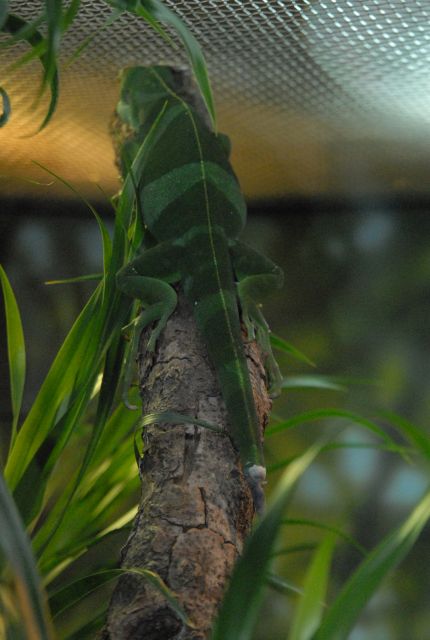 International Herp Symposium 2011