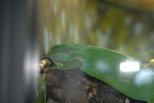 International Herp Symposium 2011