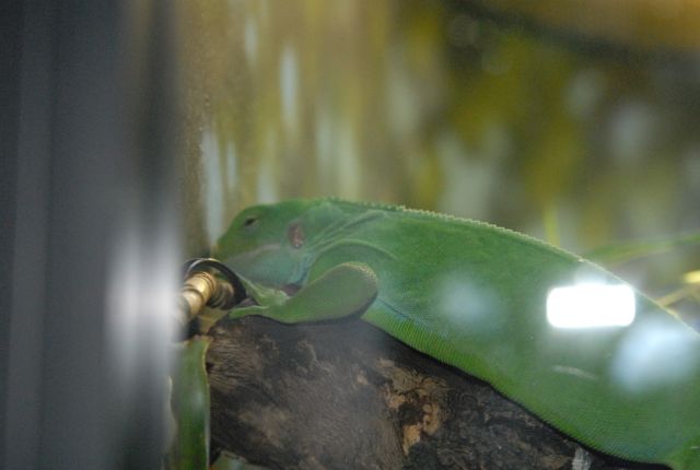International Herp Symposium 2011