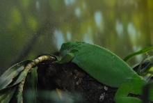 International Herp Symposium 2011