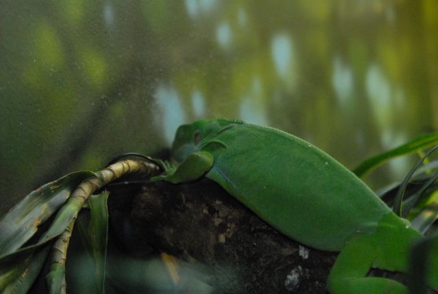 International Herp Symposium 2011