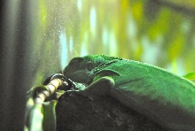 International Herp Symposium 2011