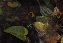 International Herp Symposium 2011
