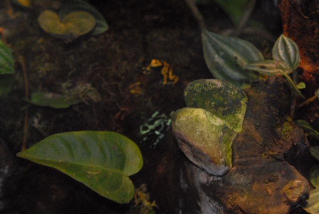 International Herp Symposium 2011
