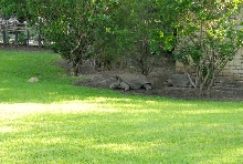 International Herp Symposium 2011