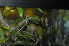 International Herp Symposium 2011