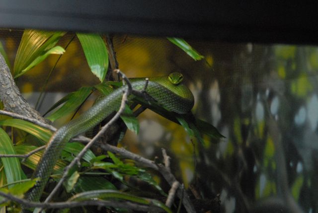 International Herp Symposium 2011