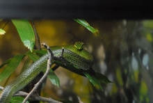 International Herp Symposium 2011