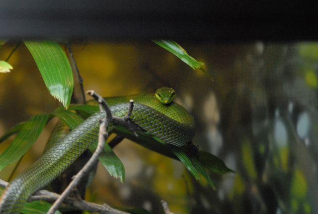 International Herp Symposium 2011