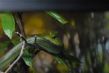 International Herp Symposium 2011