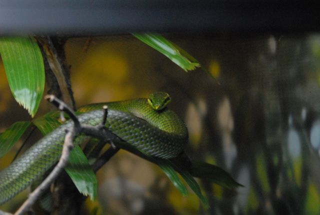 International Herp Symposium 2011