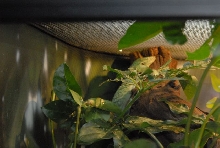 International Herp Symposium 2011