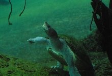 International Herp Symposium 2011
