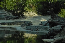 International Herp Symposium 2011