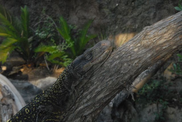 International Herp Symposium 2011