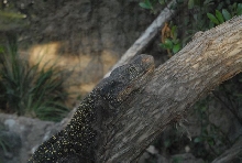 International Herp Symposium 2011