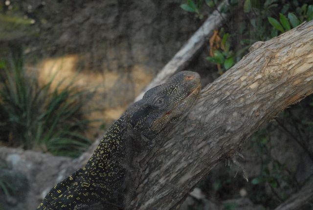 International Herp Symposium 2011