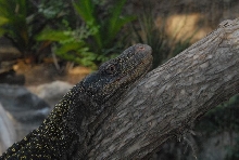 International Herp Symposium 2011