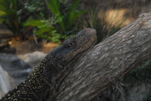 International Herp Symposium 2011