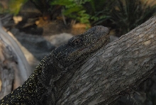 International Herp Symposium 2011