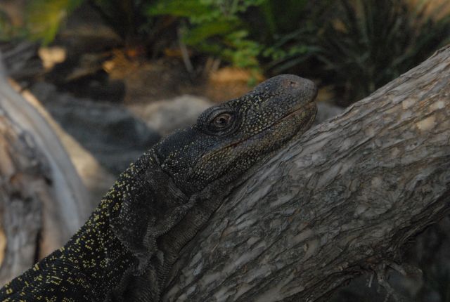 International Herp Symposium 2011