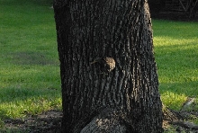 International Herp Symposium 2011