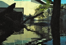 International Herp Symposium 2011