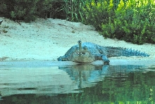 International Herp Symposium 2011