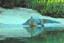 International Herp Symposium 2011