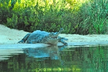International Herp Symposium 2011