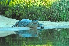 International Herp Symposium 2011