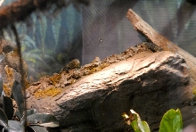 International Herp Symposium 2011