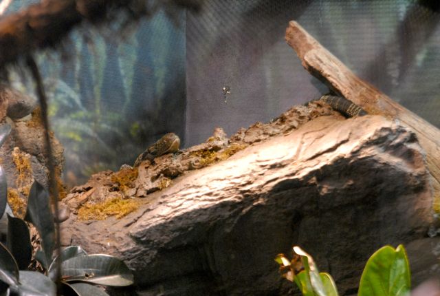 International Herp Symposium 2011