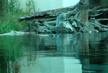 International Herp Symposium 2011