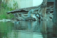 International Herp Symposium 2011