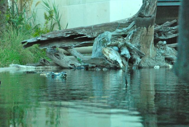 International Herp Symposium 2011